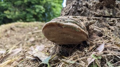 Ganoderma applanatum