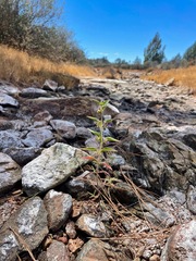 Trichostema rubisepalum