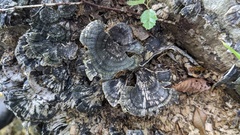 Trametes versicolor