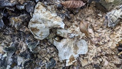Trametes versicolor