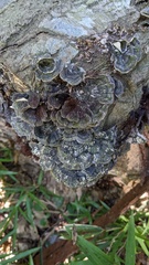 Trametes versicolor