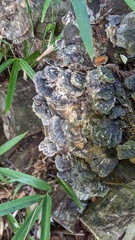 Trametes versicolor