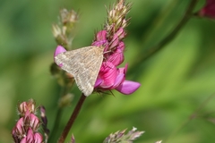 Pyrausta aerealis