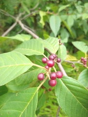 Frangula betulifolia