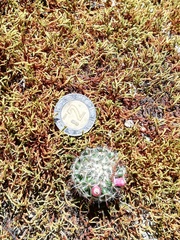 Mammillaria jaliscana