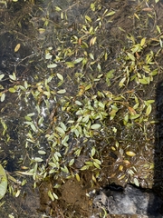 Potamogeton vaseyi