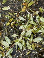 Potamogeton vaseyi
