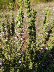 Lamiaceae