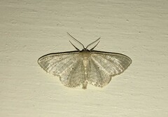 Idaea sylvestraria