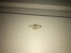 Idaea sylvestraria