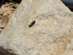 Chlorion aerarium