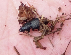 Pterostichus pensylvanicus