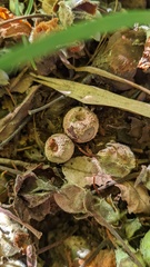 Lycoperdaceae
