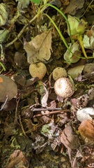 Lycoperdaceae