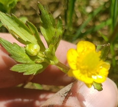 Ranunculus orthorhynchus