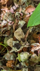 Lycoperdaceae