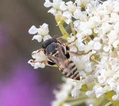 Oxybelus haemorrhoidalis