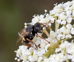 Oxybelus haemorrhoidalis
