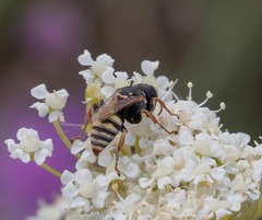 Oxybelus haemorrhoidalis