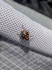 Murgantia histrionica