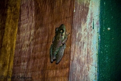Scinax x-signatus