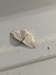 Plesiomorpha flaviceps