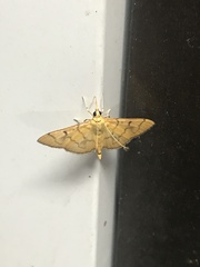 Orphanostigma haemorrhoidalis