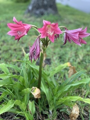 Crinum bulbispermum