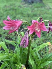 Crinum bulbispermum