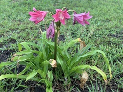 Crinum bulbispermum