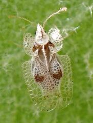 Corythucha confraterna