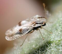 Corythucha confraterna