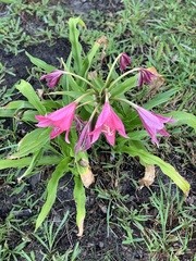 Crinum bulbispermum