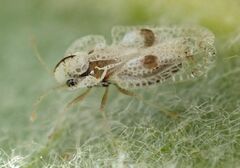 Corythucha confraterna