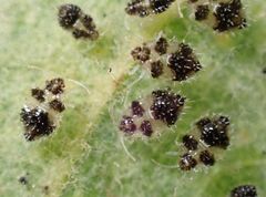 Corythucha confraterna