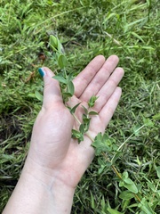 Hypericum tetrapetalum