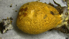 Lycoperdaceae