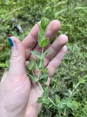 Hypericum tetrapetalum
