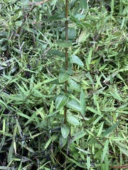 Hypericum tetrapetalum