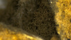 Lycoperdaceae
