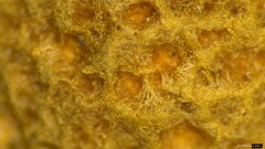 Lycoperdaceae
