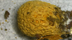 Lycoperdaceae
