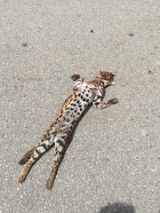 Prionailurus bengalensis