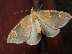Eulithis pyropata