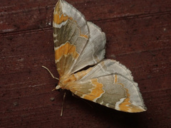 Eulithis pyropata