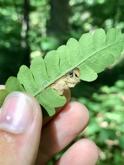 Chirosia filicis