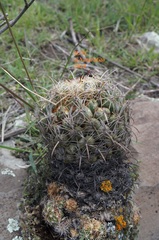Coryphantha radians