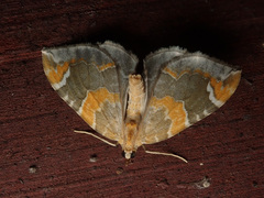 Eulithis pyropata