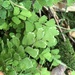 Black Maidenhair Fern - Photo (c) Heikel B., some rights reserved (CC BY-NC), uploaded by Heikel B.