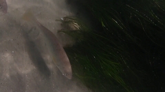 Umbrina roncador